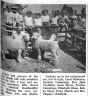 Margery Helen GRAHAM 1923-2009 Sheep show